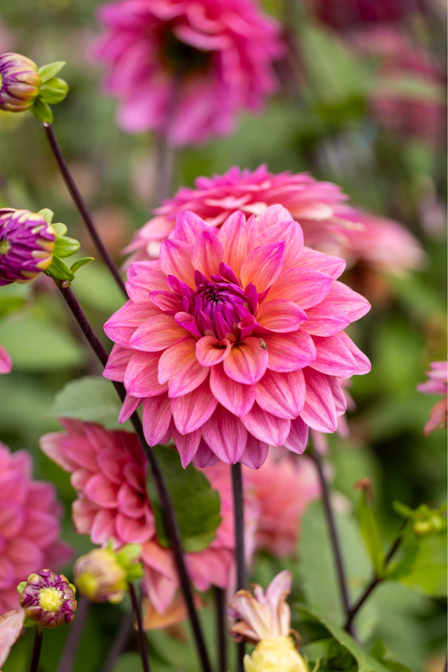 Daalia 'Feline Yvonne'